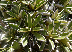 Celmisia hieraciifolia