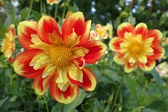 Dahlia pinnata