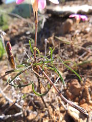 Oxalis polyphylla polyphylla