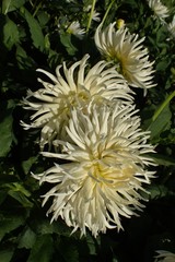 Dahlia pinnata