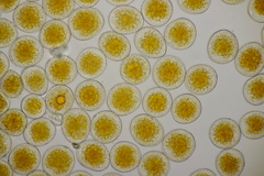 Puccinia coronata