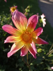 Dahlia pinnata