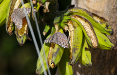 Hamadryas feronia