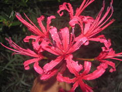 Nerine sarniensis