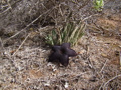 Tridentea gemmiflora