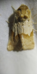 Mycteroplus puniceago