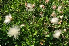 Dryas × sundermannii