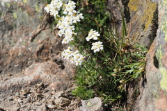 Achillea erba-rotta