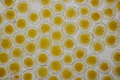 Puccinia coronata