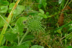 Geum laciniatum