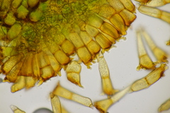 Puccinia coronata
