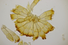 Puccinia coronata