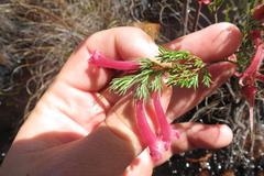 Erica curviflora curviflora
