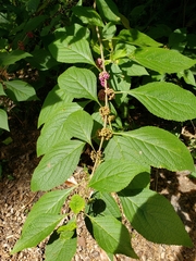 Callicarpa americana