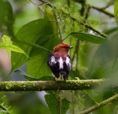 Machaeropterus deliciosus