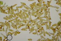 Puccinia coronata
