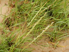 Sporobolus anglicus