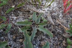 Euphorbia tuberosa