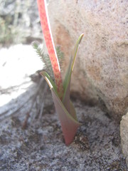Lachenalia punctata
