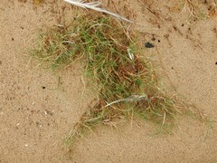 Puccinellia maritima