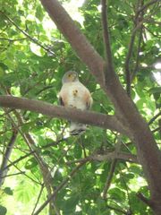 Accipiter minullus