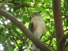 Accipiter minullus