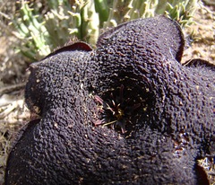 Tridentea gemmiflora