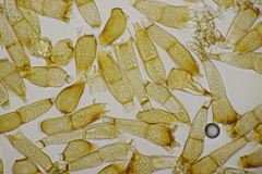 Puccinia coronata