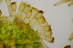 Puccinia coronata