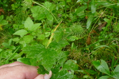 Geum laciniatum