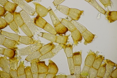 Puccinia coronata