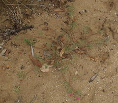 Tephrosia capensis capensis