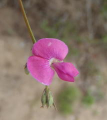 Tephrosia capensis capensis