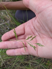 Cleistogenes serotina