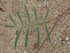 Tephrosia capensis capensis