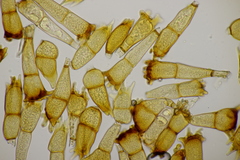 Puccinia coronata