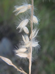 Melica ciliata