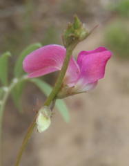 Tephrosia capensis capensis