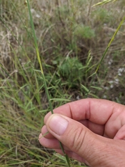 Cleistogenes serotina