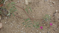 Tephrosia capensis capensis