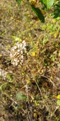 Allium rotundum