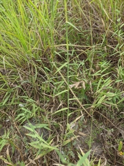 Cleistogenes serotina