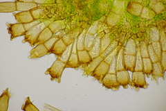 Puccinia coronata