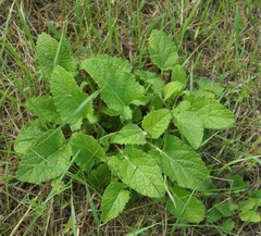 Phlomoides tuberosa