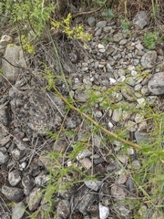 Asparagus verticillatus