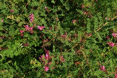 Indigofera decora