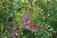 Indigofera decora