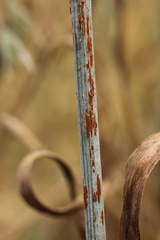 Puccinia graminis