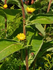 Inula racemosa