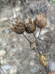 Centaurea orientalis